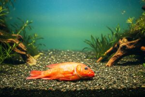 Como lidar com a morte de um peixe do aquário
