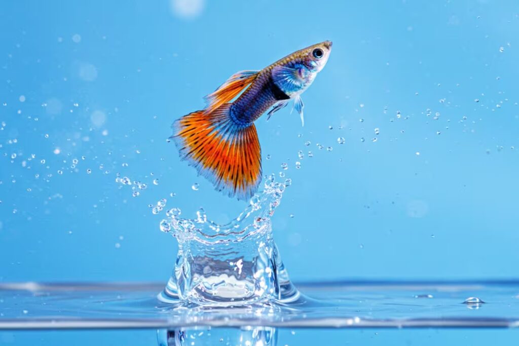 Descubra os 7 melhores peixes para crianças
