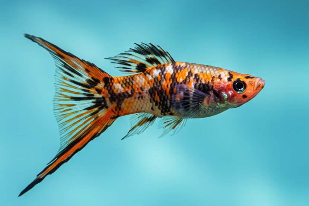 Conheça as 7 variedades do peixe espada ornamental