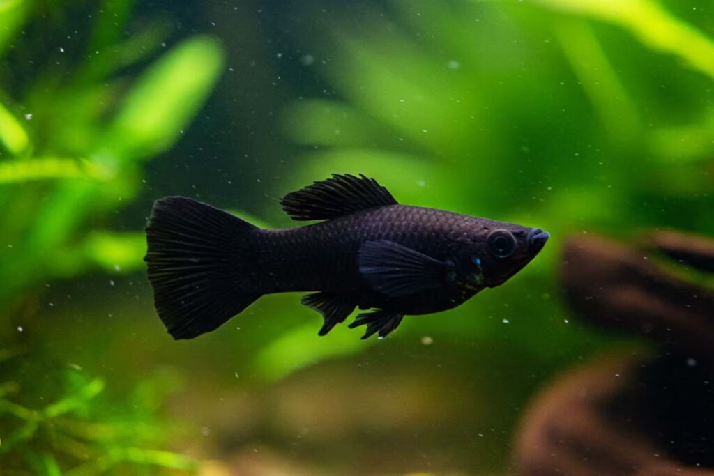 Descubra os 7 melhores peixes para crianças