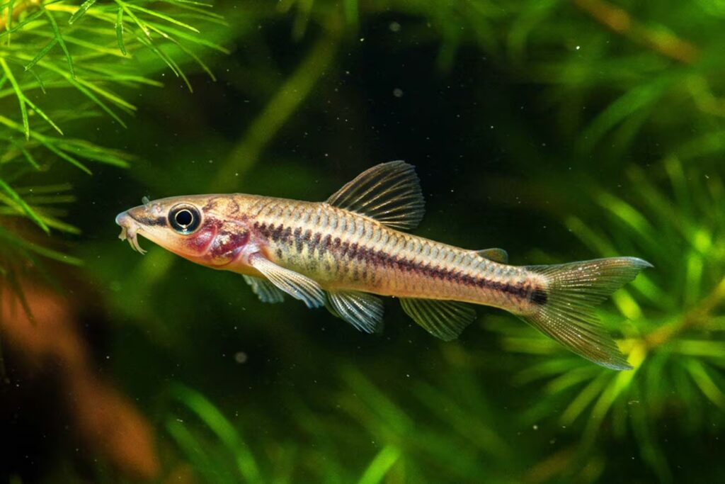 Descubra os 7 melhores peixes para crianças