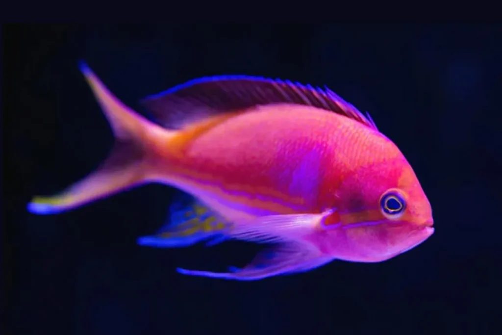 Top 5 peixes dóceis ideais para aquários de água doce