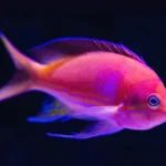 Top 5 peixes dóceis ideais para aquários de água doce